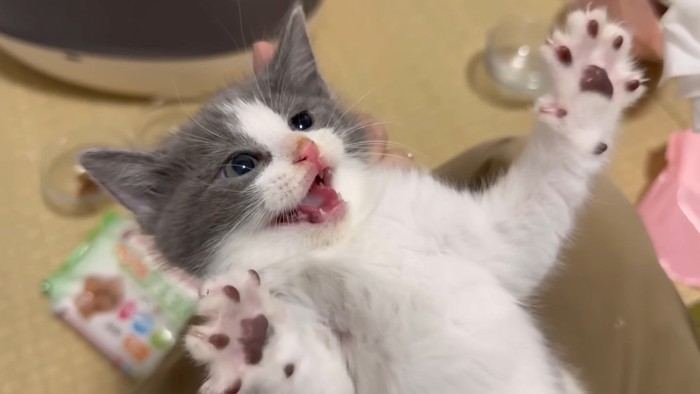 前足を広げる白グレーくん