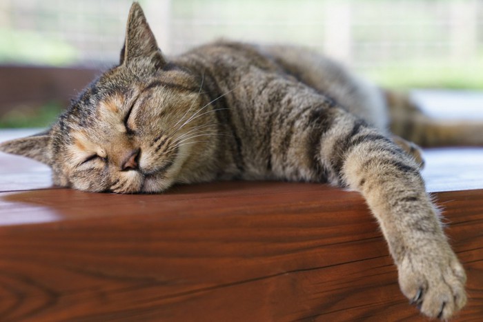 気持ちよさそうに眠る猫