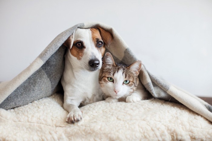 犬と猫