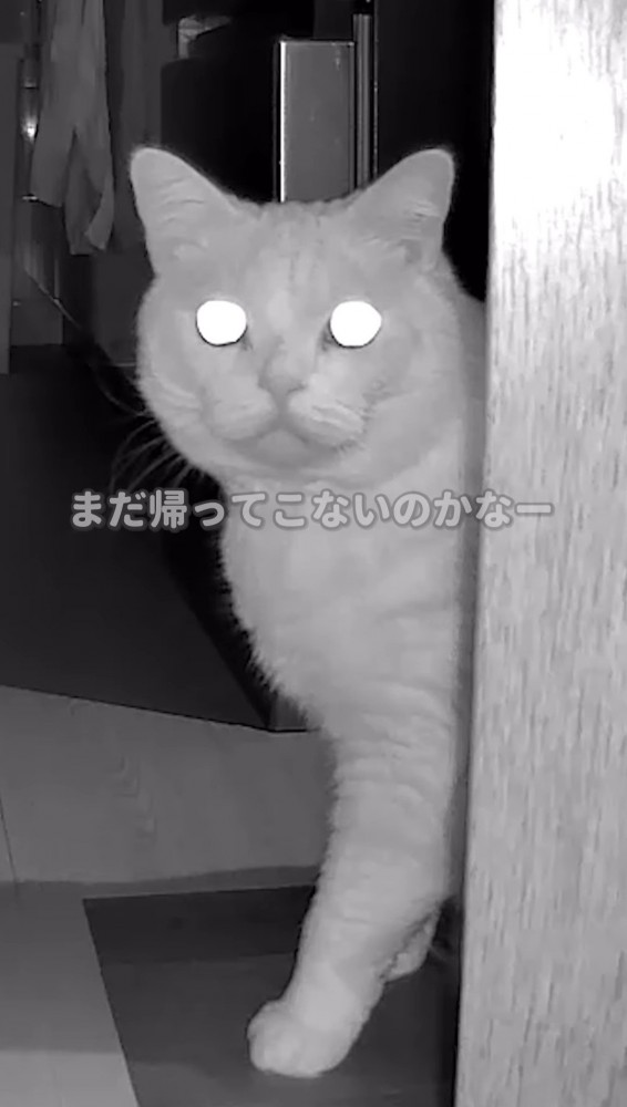 こちらを見る猫