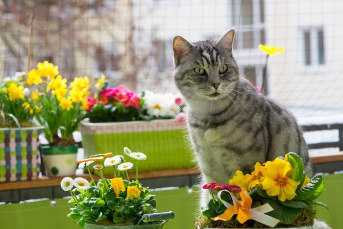 鉢植えのあるベランダにいる猫