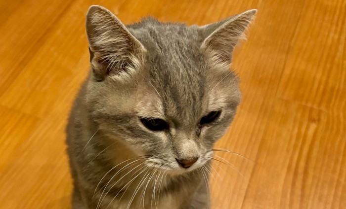 目線は合わさない