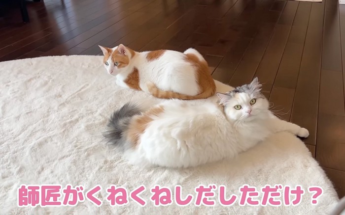 並ぶ猫