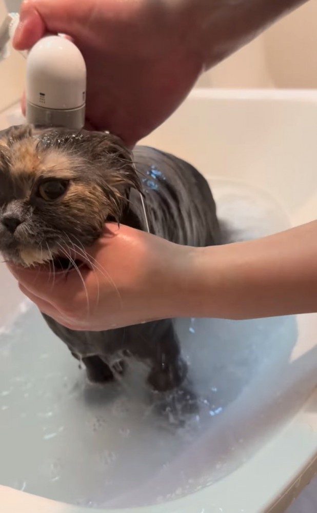 ぬるま湯で洗われる猫