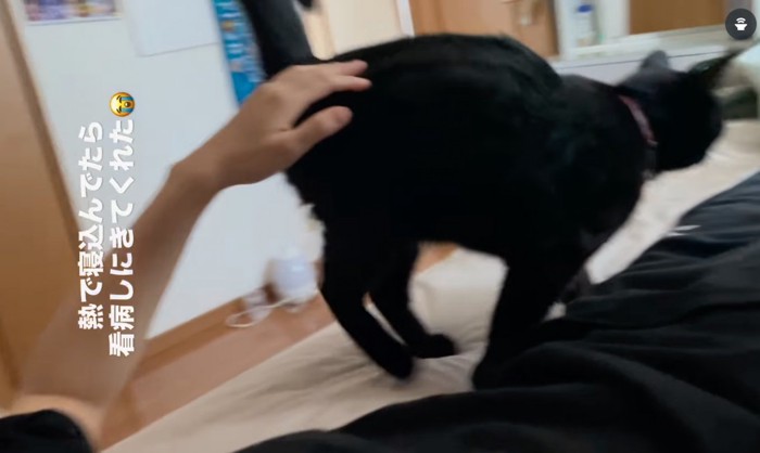 離れていく黒猫