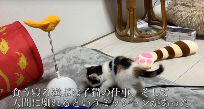 三毛猫