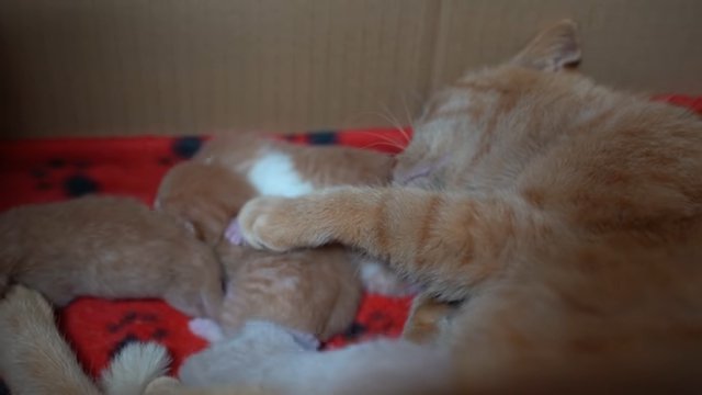 授乳中の茶トラ猫と子猫