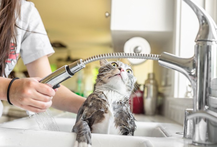 .シャンプーを怖がる猫