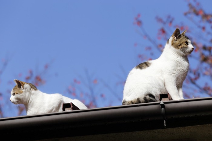 近親交配ではない猫