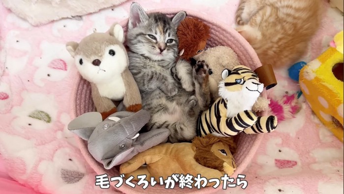 眠そうなサバトラの子猫