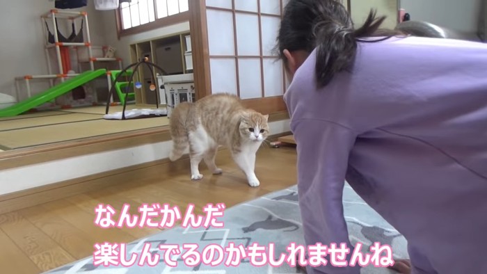 人の前で威嚇のポーズをする猫