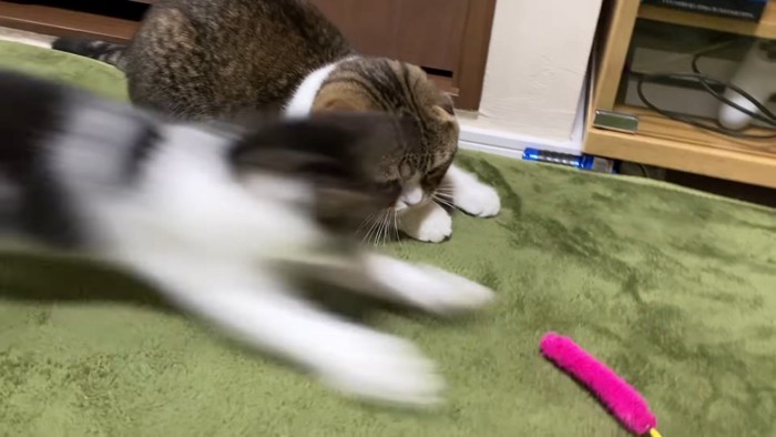 ピンク色の猫じゃらしに飛びつく子猫