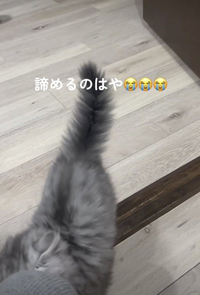 飼い主の元へいく子ネコ