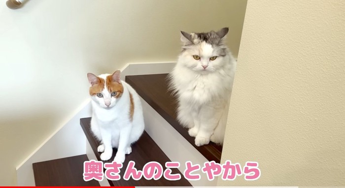 階段の猫