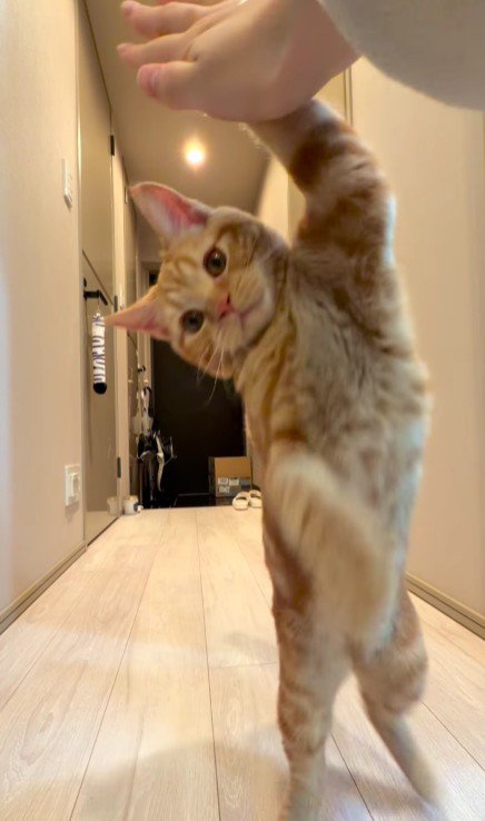 飼い主の手にタッチする猫