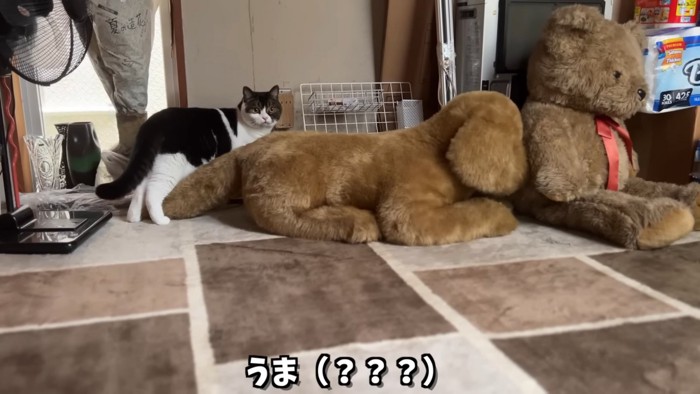 大きなぬいぐるみと猫