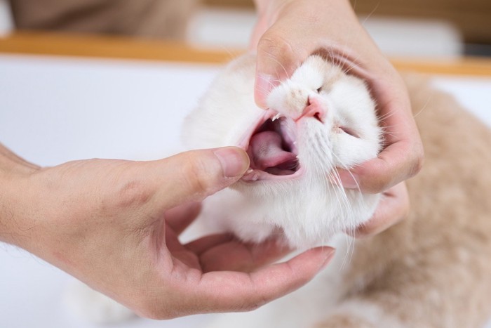 口の中を覗かれる猫