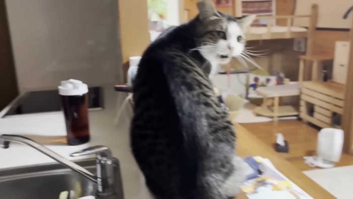 キッチンでママに向かって鳴くキジ白猫