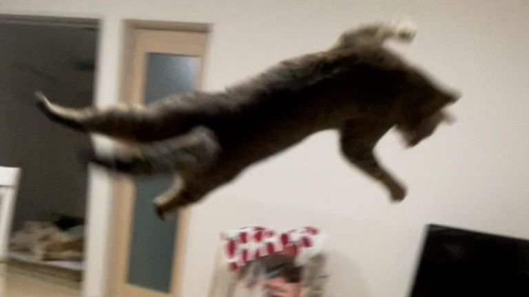 空中にいる猫