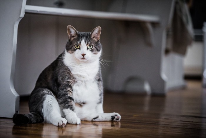 お腹が丸い猫