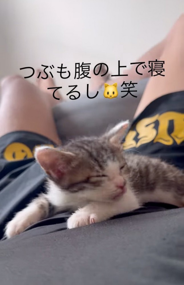 お腹の上で寝惚ける子猫