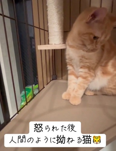怒られて拗ねる猫