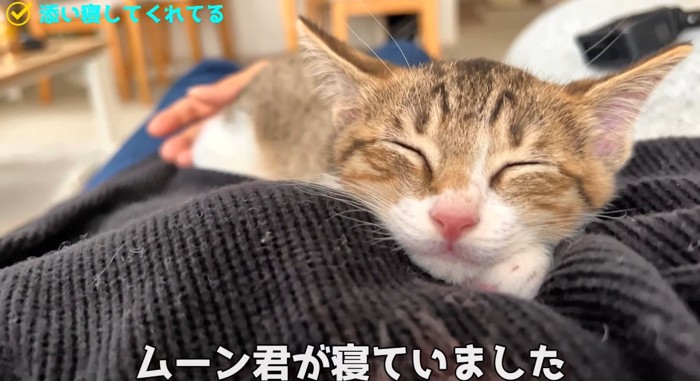 寝ている猫