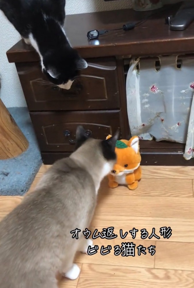 人形に近づく猫