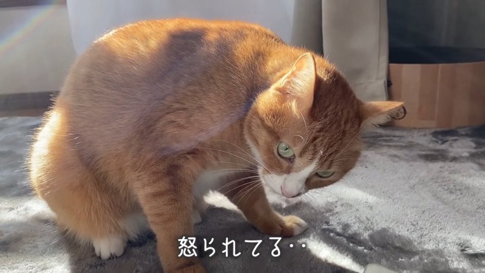 体を小さくする猫