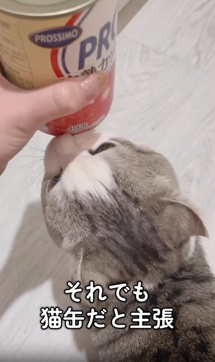 缶にスリスリする猫