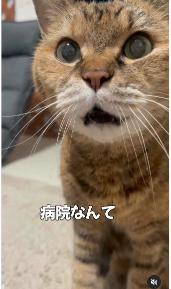 口を開けている猫