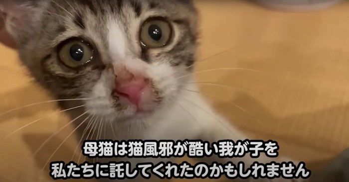 鼻周りが汚れている子猫のアップ