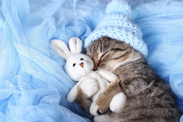 ぬいぐるみを抱きしめる猫