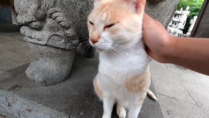 なでられる猫