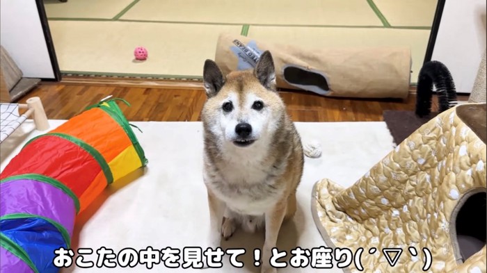 お座りする柴犬