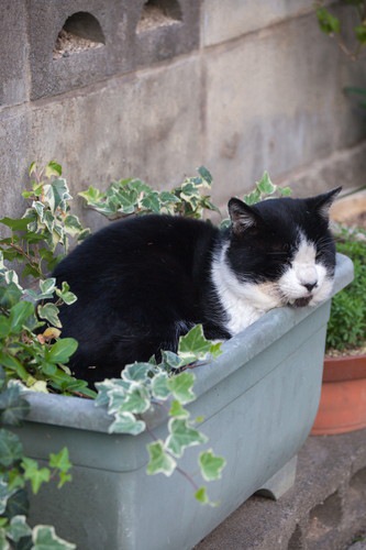 植木にいる猫