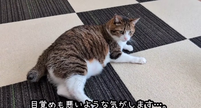 カーペットの上の猫