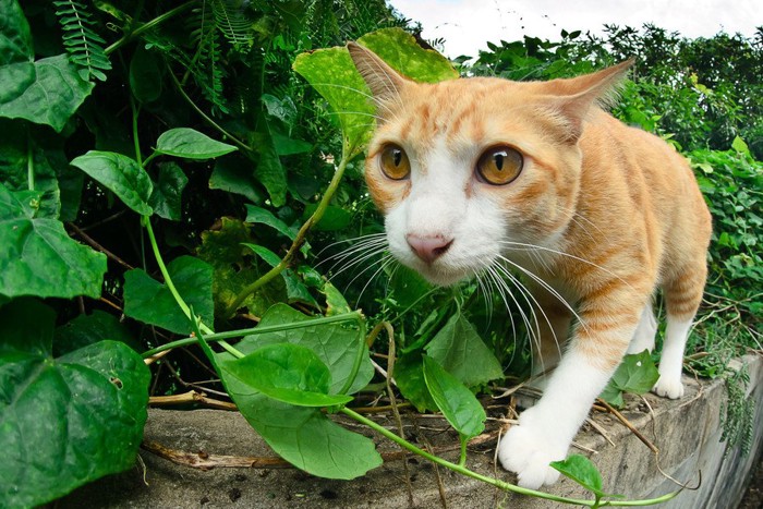 散歩中の野良猫