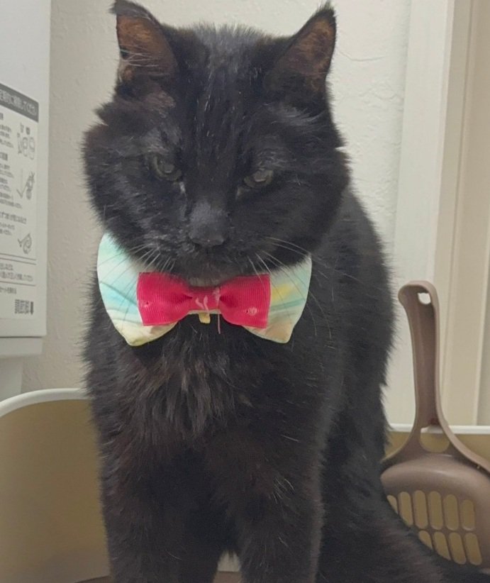 真剣な顔の猫