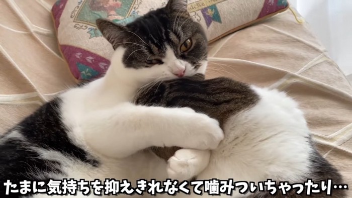 噛み付く猫