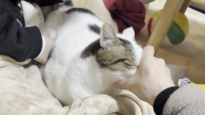 手に顔を入れる豆大福さん