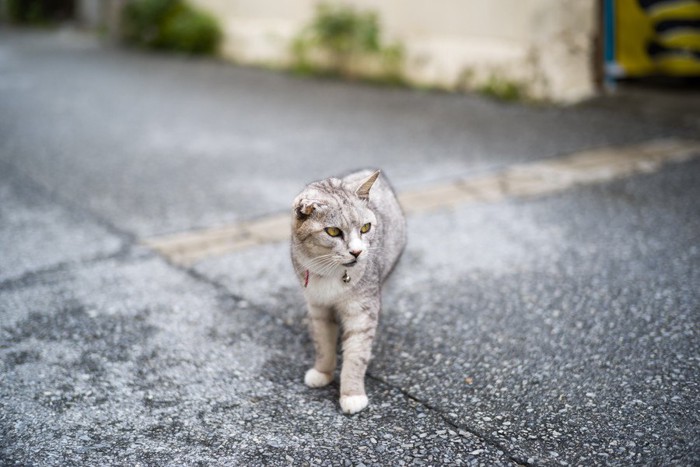 迷っている猫