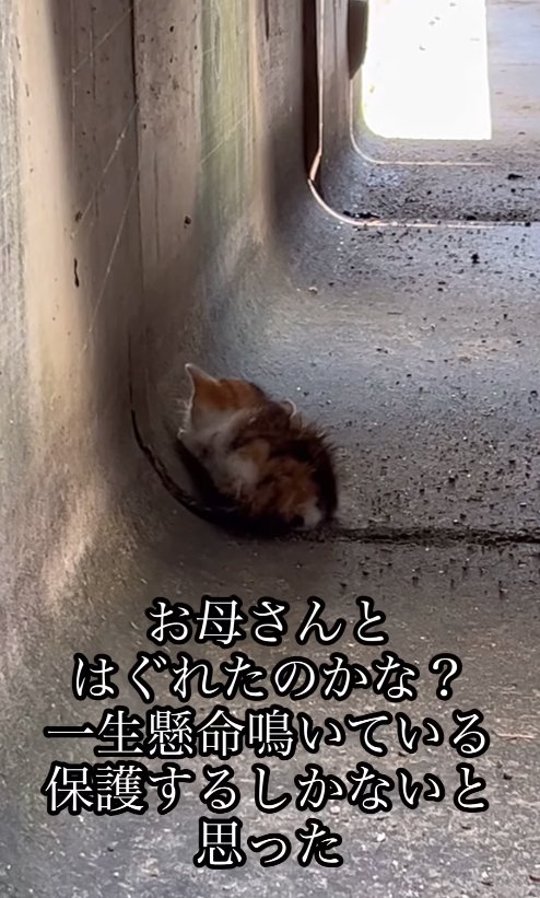 側溝の中にいる小さな子猫