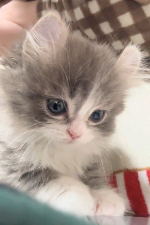 子猫の顔