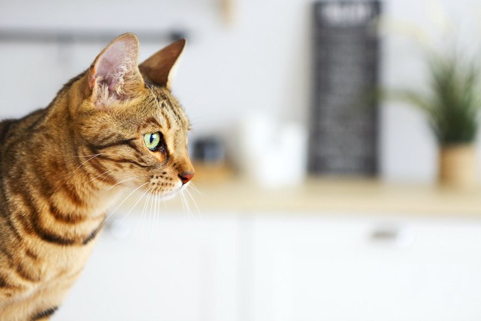 何かをジッと見つめる猫の横顔