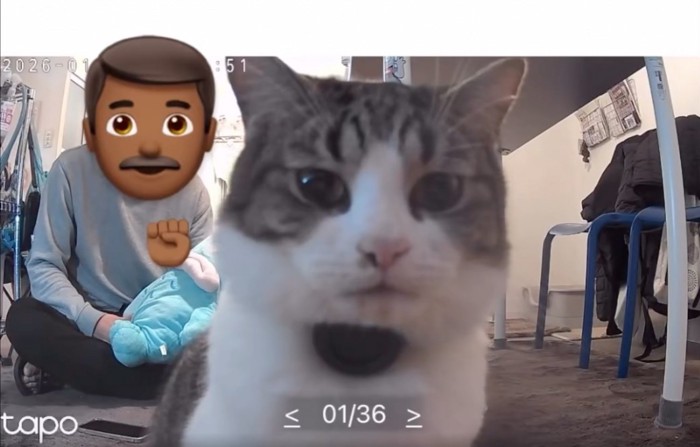 困惑する猫
