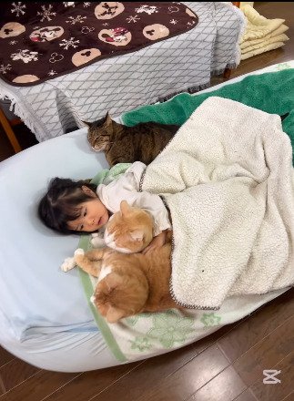 3匹の猫と添い寝する女の子