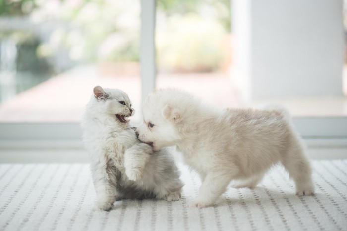 子猫を甘噛みしている子犬