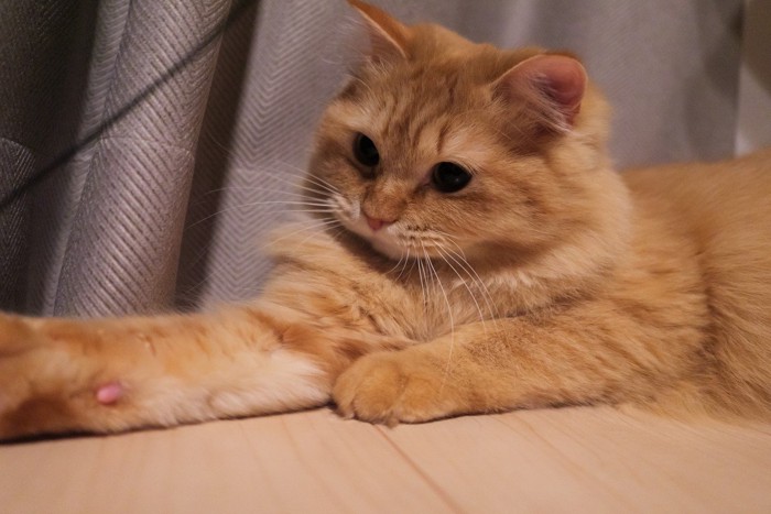 手をのばして遊ぶ猫のマンチカン