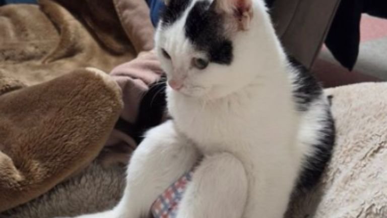 室内にいる猫
